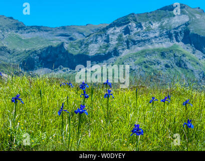 Hautes-Pyrenees, Nationalpark der Pyrenäen, Cirque d'Estaube (UNESCO Weltkulturerbe), Englische Schwertlilie (Iris latifolia) Stockfoto