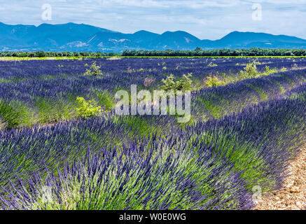 Frankreich, Drome, regionalen Park der Baronnies provencales, Venterol (neben Nyons), Lavendel Feld Stockfoto