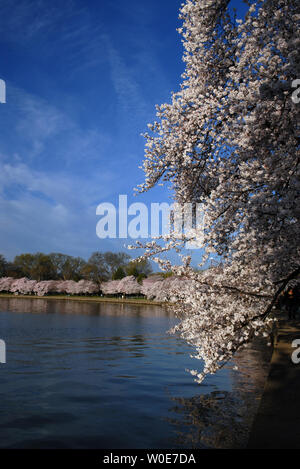 Kirschblüten sind auf der National Mall in Washington am 29. März 2008 gesehen. Die jährlichen Nationalen Cherry Blossom Festival tritt offiziell weg auf Heute. Im Jahre 1912, der Bürgermeister von Tokyo, Yukio Ozaki, gab ein Geschenk von 3.000 Kirschbäume die Freundschaft mit den Vereinigten Staaten und Japan zu stärken. (UPI Foto/Alexis C Glenn) Stockfoto