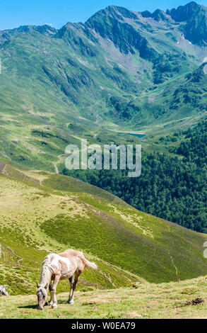 Frankreich, Pyrénées Nation Park, Hautes-Pyrénées, Hautacam Berg, ein Pferd weiden frei im isaby Tal Stockfoto