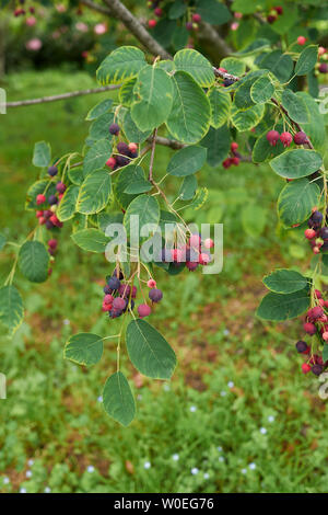 Amelanchier canadensis Zweig mit reifem Obst Stockfoto