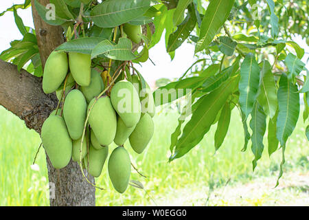 Viele mango auf den Baum im Garten Hintergrund in den Reisfeldern. Stockfoto