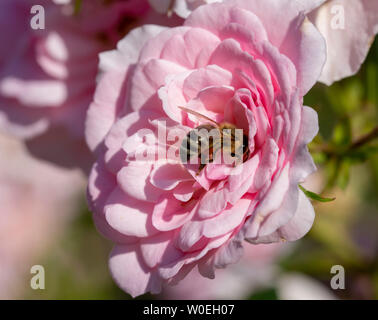 Nahaufnahme einer Bee Pollen sammeln von einer Rose Blume Stockfoto