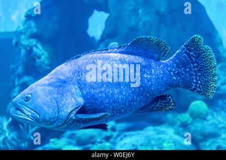 Bunte Fische oder Epinephelus lanceolatus im Meer Hintergrund die Koralle, Thailand. Stockfoto