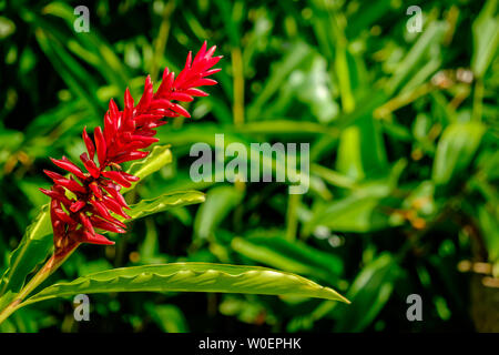 Nahaufnahme eines Ingwer Blütenstand in voller Blüte auf die Blauen Berge, Jamaika Stockfoto
