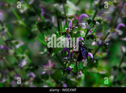 Eine schwarze Carpenter bee mit lila Flügeln sammelt Nektar aus den Blüten von Salbei. Xylocopa latipes Stockfoto