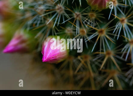 In der Nähe von Rosa cactus Knospen Stockfoto