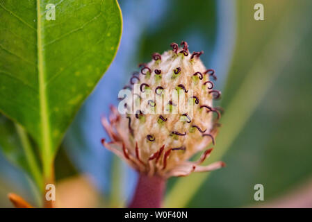 Magnolia grandiflora Frucht auf Zweig zu schließen, Stockfoto