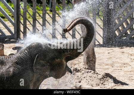 Blackpool, Lancashire, UK. 27 Juni, 2019. Heißes Wetter für Tiere in Blackpool Zoo wie die Hüter Kate, einem 15 Jahre alten asiatischen Elefanten ein Power Dusche. Kate Spitznamen "Frech" ist eine von einer Gruppe von Elefanten in ein Naturschutzprojekt in den Zoo. Sie allein unter der Herde genießt ein regelmäßiges Waschen bei ungefähr 2:00 Uhr vor dem Walzen im nassen Sand. Kredit; MWI/AlamyLiveNews Stockfoto