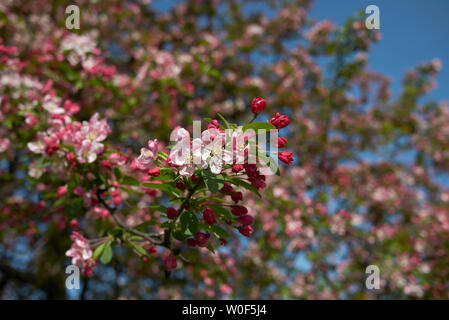 Malus floribunda rosa und weiße Blüte Stockfoto