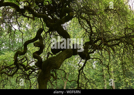 Styphnolobium japonicum pendula Stockfoto