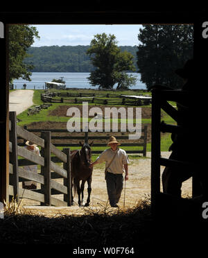 Ein Pferd ist in Das 16 Seitige Scheune brachte die Trennung der Körner von der Spreu an der George Washington's Mount Vernon Estate und Gärten in Mount Vernon, Virginia am 3. September 2009 zu demonstrieren. UPI/Roger L. Wollenberg Stockfoto