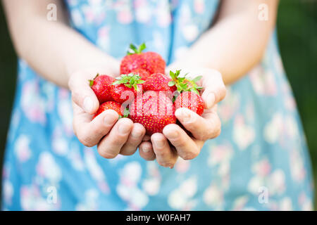 Weibliche Hände halten frische Erdbeeren Stockfoto