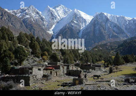 Pakistan, Gilgit Baltistan, Nagar Tal, Minapin, die hohen schneebedeckten Berge des Rakaposhi Bereich dominieren die kleinen Weiler Tagaphari Stockfoto