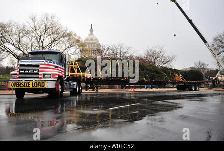 Das Capitol Weihnachtsbaum kommt auf der Westseite des US-Kapitol in Washington am 30. November 2009. Der Baum ist ein 85 Fuß blau Fichte aus Arizona der Apache-Sitgreaves National Forest. UPI/Kevin Dietsch Stockfoto