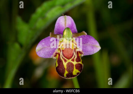 Eine wilde Bienen-ragwurz (Ophrys apifera) im Unterholz an Tophill niedrige Naturschutzgebiet in East Yorkshire Stockfoto