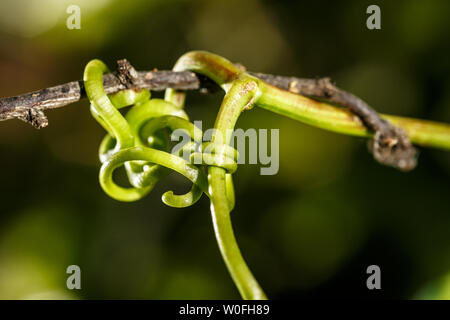 Status verbunden. Weinranke nutzt eine Pflaume Baum zu klettern und zu wachsen. Close-up dieser natürlichen und erstaunlich grünen Knoten. Stockfoto