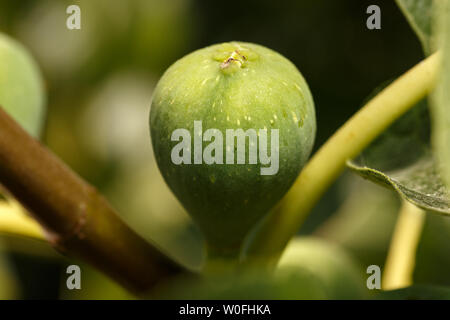 In der Nähe von Grün Abb. am Baum. Detail einer unreifen Bild zu einem gemeinsamen Fig Tree Branch. Sommer Früchte Hintergrund Stockfoto