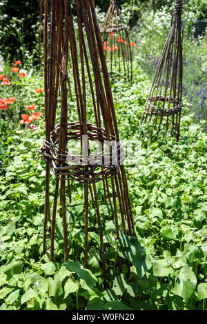 Wicker Unterstützung für Anlagen im Schrebergarten Stockfoto