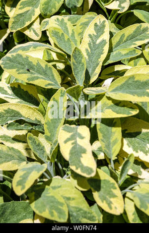 Golden Salbei Salvia Blätter, Kräuter Stockfoto