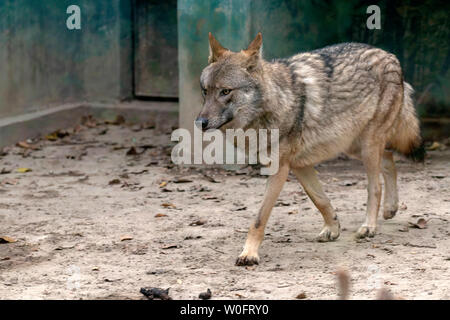 Coyote Stockfoto