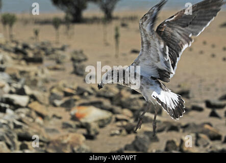 Möwe mit toten Fische am Strand Stockfoto