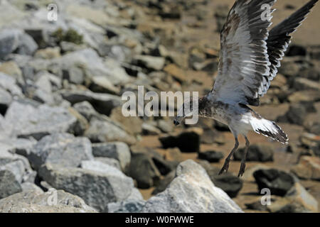 Möwe mit toten Fische am Strand Stockfoto