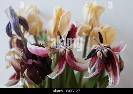 Verfallende gelb und kräftigem Pink Tulip Blumen. Stockfoto