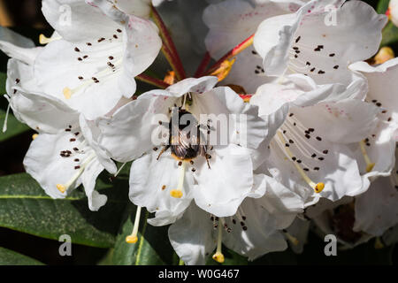 Bumblebee thront auf Weiß Rhododendron Blüte Stockfoto