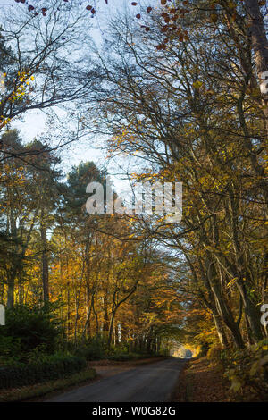 Sonnenlicht fällt durch die Baumkronen, Kinaldy, St. Andrews, Fife, Schottland. Stockfoto