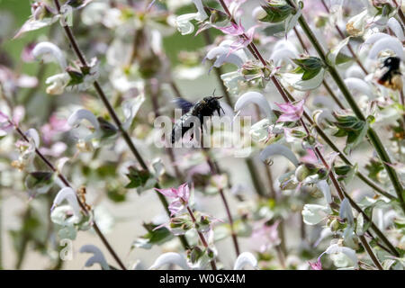 Große Violette Carpenter Biene fliegt, Xylocopa auf Salvia Slarea Weißer Salbei Stockfoto