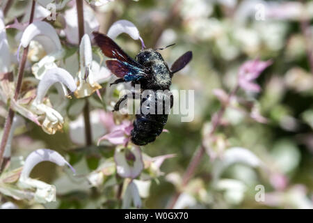 Große violette Schrilienbiene auf Blume Xylocopa auf Salvia Sclarea Stockfoto