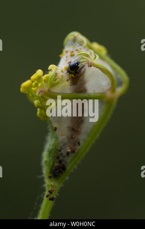 Pastinake motte Depressaria radiella, in Seide web auf wilde Pastinake Anlage Stockfoto