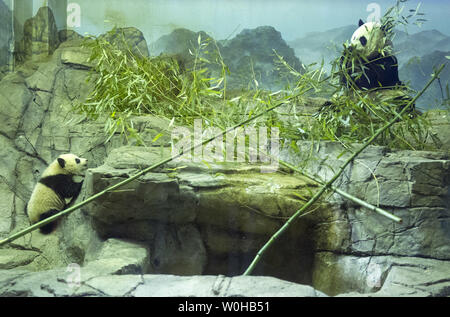 Bao Bao (L), der Panda cub, und ihre Mutter Mei Xiang sind während ihres Trainingsgeländes der Medien Vorschau der Giant Panda Haus am Smithsonian National Zoological Park in Washington, D.C., 6. Januar 2014 gesehen. Die Cub, geboren am 23. August 2013, macht seinen ersten öffentlichen Auftritt am 18.Januar. UPI/Kevin Dietsch Stockfoto