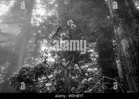 Küsten Nebel trüben Grün sehr hohen Bäume rosa Rhododendron Lady Bird Johnson Grove Redwoods National Park Kalifornien. Die höchsten Bäume der Welt, 1000 Stockfoto