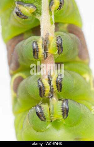 Eine Nahaufnahme zeigt die prolegs eines Puss Moth Caterpillar, oder Larve, Cerura vinula greifen eine gelbliche stammen. Dorset England UK GB Stockfoto