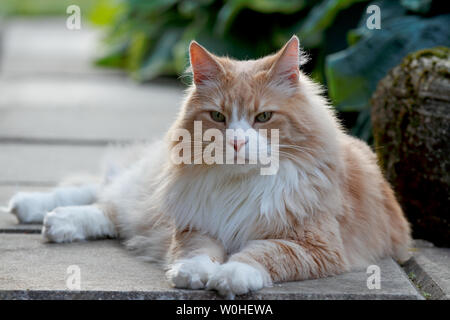 Groß und stark Norwegische Waldkatze männlichen ruht in einem Garten auf einem Gehsteig Stockfoto