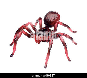 Spider aus rotem Kunststoff Stockfoto