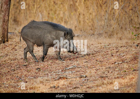 Indisches Wildschwein, auch als Andamanese Schwein oder Moupin Schwein, Sus scrofa cristatus, Cairo, Nagarhole Tiger Reserve, Karnataka, Indien Stockfoto