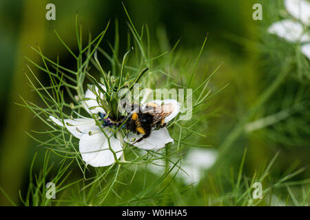 Eine Hummel (BOMBUS) auf die weiße Blume der Liebe-in-a-Mist (Nigella damascena) Stockfoto