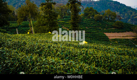 Longjing tee Shan Stockfoto