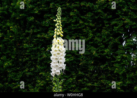 Ein weiß geblümter Fingerhandschuh (Digitalis purpurea f. albiflora) Stockfoto