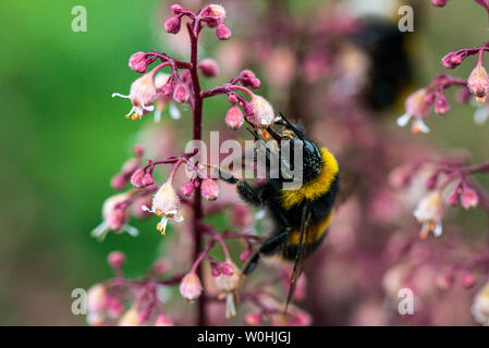 Eine Hummel (BOMBUS) auf die Blumen einer Alaun root' Chocolate Ruffles' (Heuchera 'Chocolate Ruffles') Stockfoto