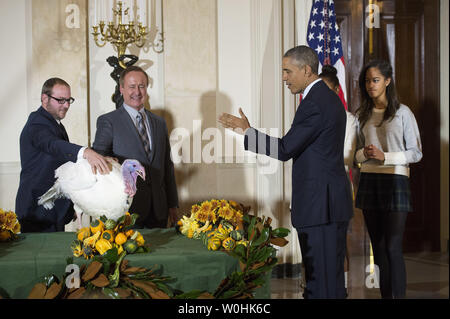 Präsident Barack Obama begnadigt Käse, 2014 die nationalen Thanksgiving Truthahn, als Nationale Türkei Vereinigung Vorsitzender Gary Cooper (Mitte) und seinem Sohn Cole es zurückzuhalten, während einer Zeremonie im Weißen Haus am 26. November 2014 in Washington, D.C., Käse und eine Türkei Alternative namens Mac, auf dem Display für Besucher an ihrem ständigen Wohnsitz an morven's Park" Türkei Hügel", die historische Türkei Bauernhof am Haus der ehemaligen Virginia Gouverneur Westmoreland Davis in Leesburg, Virginia gelegen. UPI/Kevin Dietsch Stockfoto