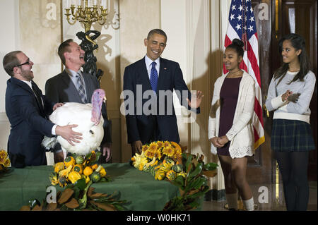 Präsident Barack Obama macht einen Witz, als er begnadigt Käse, 2014 die nationalen Thanksgiving Truthahn, als Nationale Türkei Vereinigung Vorsitzender Gary Cooper (Mitte) und seinem Sohn Cole es zurückzuhalten, während einer Zeremonie im Weißen Haus am 26. November 2014 in Washington, D.C., Käse und eine Türkei Alternative namens Mac, auf dem Display für Besucher an ihrem ständigen Wohnsitz an morven's Park" Türkei Hügel", die historische Türkei Bauernhof am Haus der ehemaligen Virginia Gouverneur Westmoreland Davis in Leesburg, Virginia gelegen. UPI/Kevin Dietsch Stockfoto