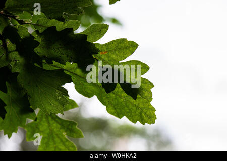 Die Blätter des Türkei Eiche (Quercus cerris) Stockfoto