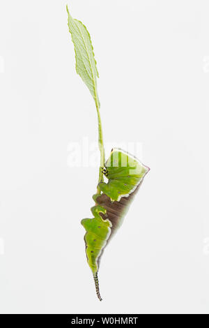 Ein schön markiert Puss Moth Caterpillar, Cerura vinula, vor einem weißen Hintergrund fotografiert. Puss Moth Raupen oder Larven, haben hervorragende Stockfoto