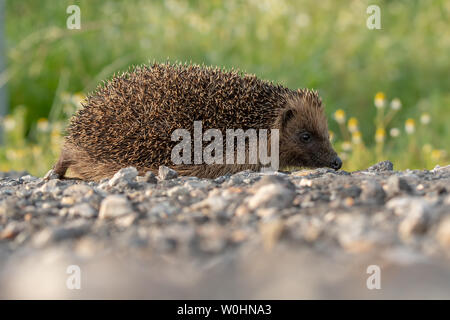 Hedgehog entlang Stoney Pfad auf der Insel Sheppey, Kent, Großbritannien im Sommer. Stockfoto