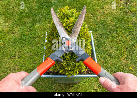 Schließen POV overhead Shot der Hände ist ein Mann mit einem Paar von Baum-, Reb-, Gartenscheren eine kleine Box Hecke zu schneiden, in einem Topf auf einem Garten/Hof Rasen wächst. Stockfoto