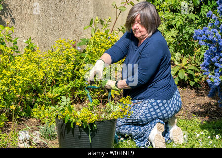 Eine ältere Frau kniete in einem sonnigen Garten, Unkraut ziehen um Sträucher, und setzt sie in ein Gummi Eimer. England, UK. Stockfoto